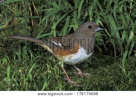 A female Eastern Towhee, Pipilo erythrophthalmus in the green underbrush