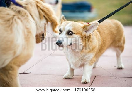 dog breed Welsh Corgi Pembroke on walk