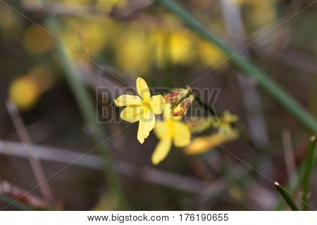 A flower of Winter jasmine (Jasminum nudiflorum)