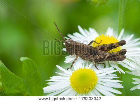 Little grasshopper on the edge of dandelion kingdom.