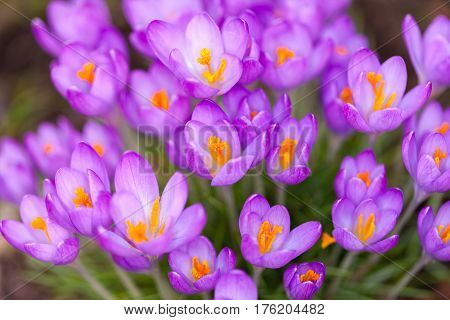 a lot of purple crocuses on green gras