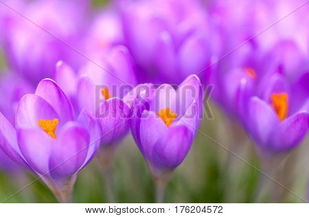 a lot of purple crocuses on green gras