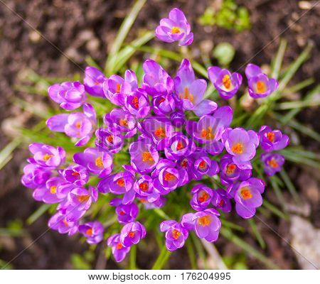a lot of purple crocuses on green gras