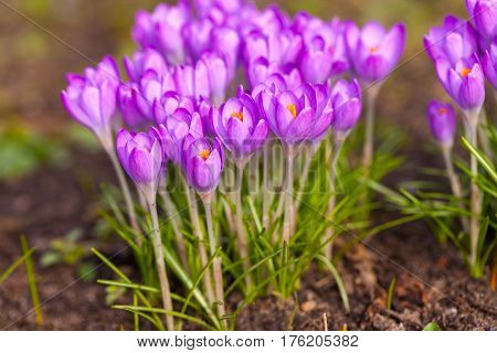 a lot of purple crocuses on green gras