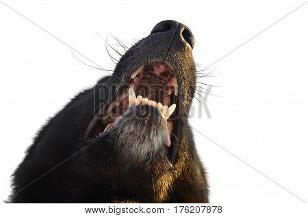 black dog in a leather collar isolated on white background