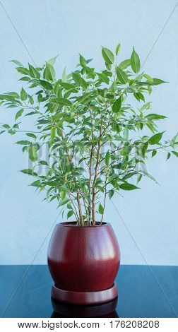 Decorative green tree in a clay brown pot against a blue background. Reflection on a glossy surface.