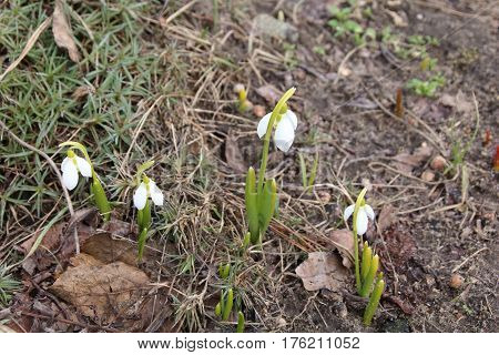 First white galantus or snowdrops in the garden
