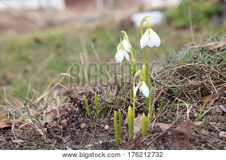 First white galantus or snowdrops in the garden