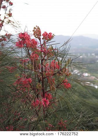 Red Flower On Grevillea Shrub