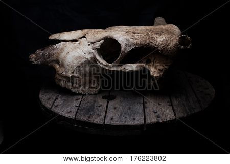 Cow/bull skull on a old grey wooden table.