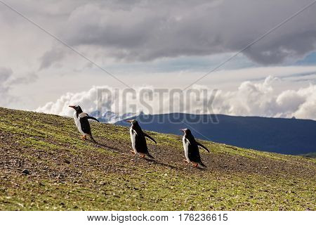 Three Papua penguin couple walking on hill