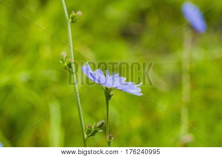 Bright blue wildflower Common chicory or Cichorium intybus in summer field. Close up flower Chicory side view