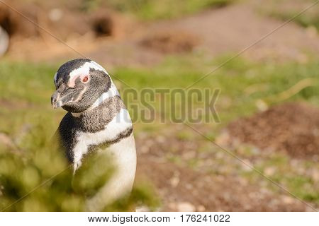 A Magellan penguin portrait in the habitat