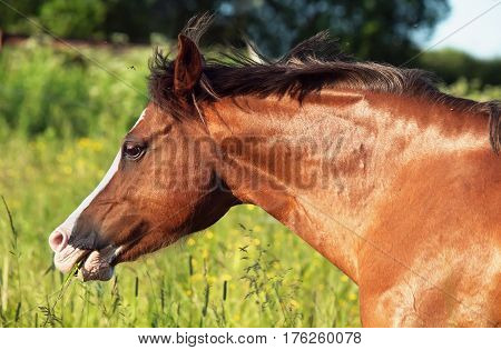 portrait of running welsh pony at freedom