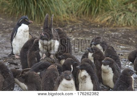 Rockhopper Penguin chicks (Eudyptes chrysocome) huddle together in a creche whilst their parents are away at sea feeding. Coast of Bleaker Island in the Falkland Islands.