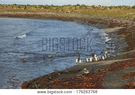 Magellanic Penguins (Spheniscus magellanicus) and Falkland Steamer Ducks (Tachyeres brachypterus) on a beach on Bleaker Island in the Falkland Islands.