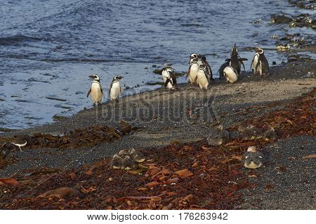 Magellanic Penguins (Spheniscus magellanicus) and Falkland Steamer Ducks (Tachyeres brachypterus) on a beach on Bleaker Island in the Falkland Islands.