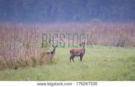 Hind And Calf Standing In Reed