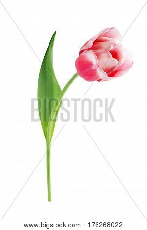 Red tulip with leave on a white background closeup