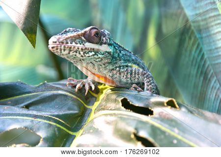 Lizard Iguanidae knight anole basking on a tree trunk