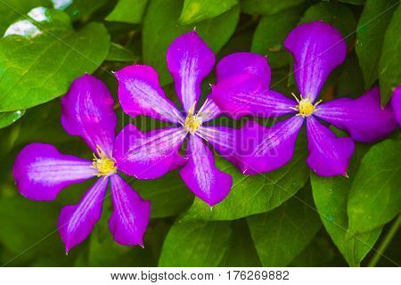 clematis. Beautiful purple flowers of clematis over green background. Purple clematis flowers.clematis flowers.