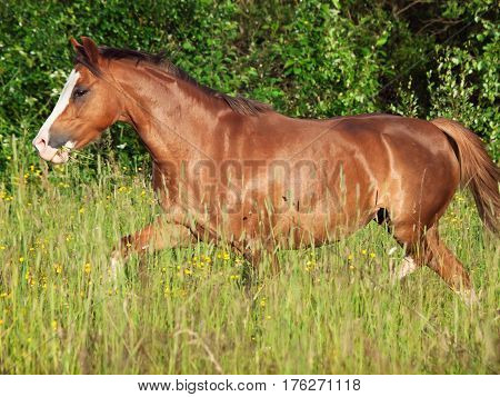 running welsh pony in the field at freedom