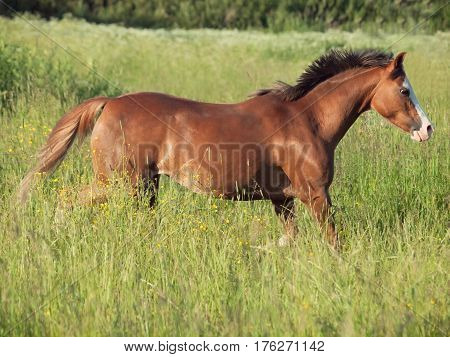 running welsh pony in the field at freedom