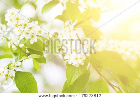 Branches Of Bird Cherries Horizontal