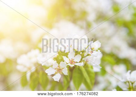 Flowers Of The Cherry Blossoms On A Spring