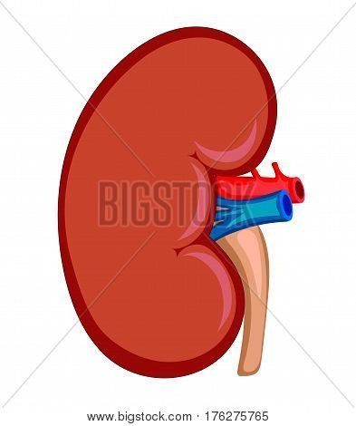 Health kidney for medical and educational diagram