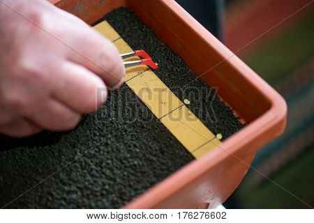 Farmer`s  Hand Holding Tweezers Precisely Planting Seeds For Pepper Seedlings