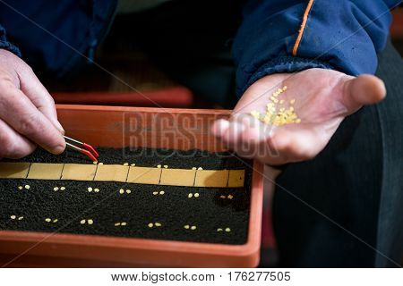 Farmer`s  Hand Holding Tweezers Precisely Planting Seeds For Pepper Seedlings