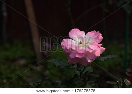 Beautiful and colorful Rose flower in the garden, Matilda
