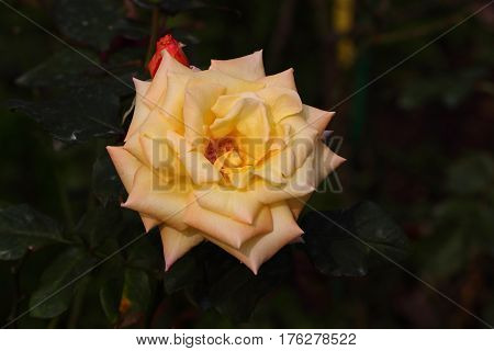 Beautiful and colorful Rose flower in the garden