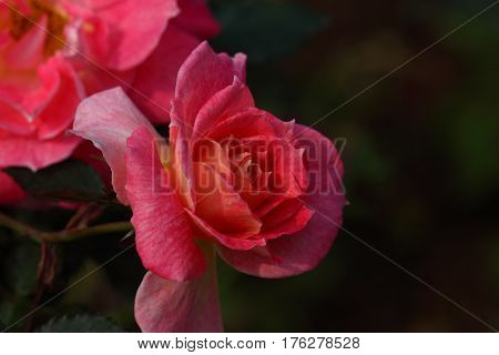 Beautiful and colorful Rose flower in the garden