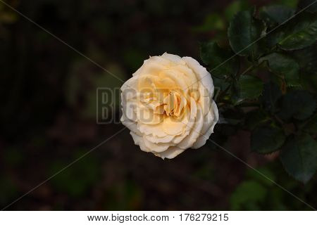 Beautiful and colorful Rose flower in the garden