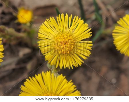 Coltsfoot, Foalfoot.