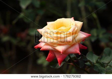 Beautiful and colorful Rose flower in the garden