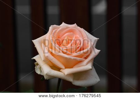 Beautiful and colorful Rose flower in the garden