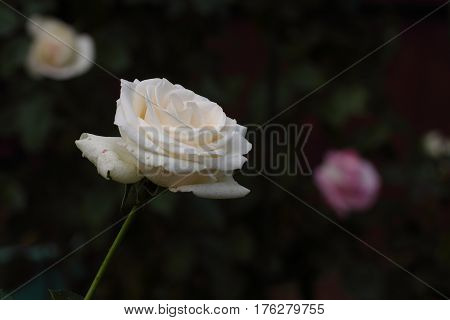 Beautiful and colorful Rose flower in the garden