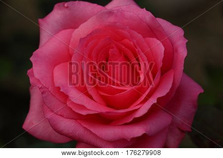 Beautiful and colorful Rose flower in the garden