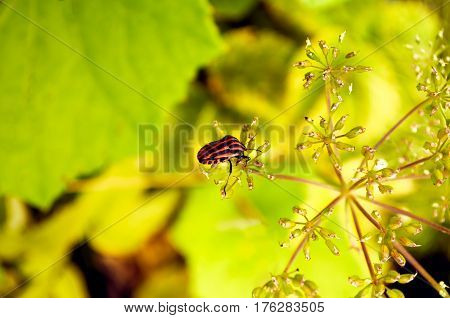 Graphosoma lineatum on foeniculum flower view from above yellow background closeup focus