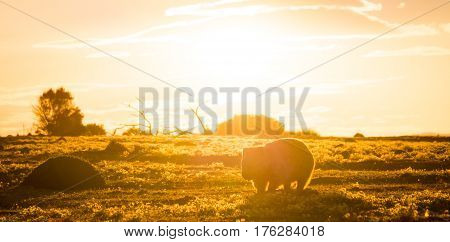 Australian Wombat at sunset on Maria Island, Tasmania, Australia