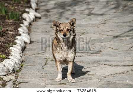 Small mongrel mixed breed dog on stone darden surface