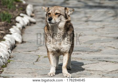 Small mongrel mixed breed dog on stone darden surface