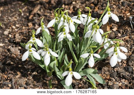 Group of common snowdrops in spring soil closeup