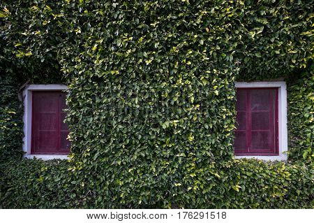 Bolgheri, Leghorn - Windows In San Guido, Tuscany, Italy