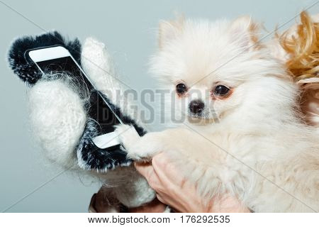 Cute Pomeranian Dog Using Smartphone In Female Hands