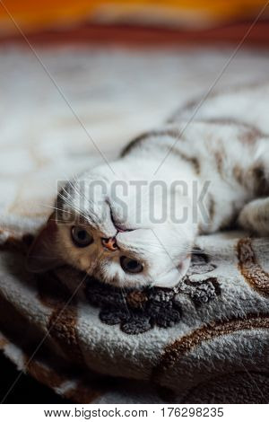 Scottish Straight Cat - Beautiful Cat Laying On The Bed.