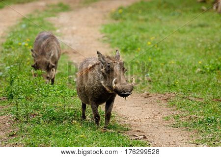 Wildlife Warthog in safari in Africa Kenya Naivasha National Park